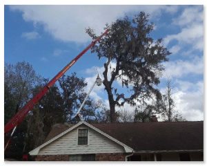 "Removal of dead, diseased or dangerous trees that might create a dangerous situation. We remove trees of every shape and size. "